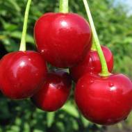 Саженец Вишня Нефрис